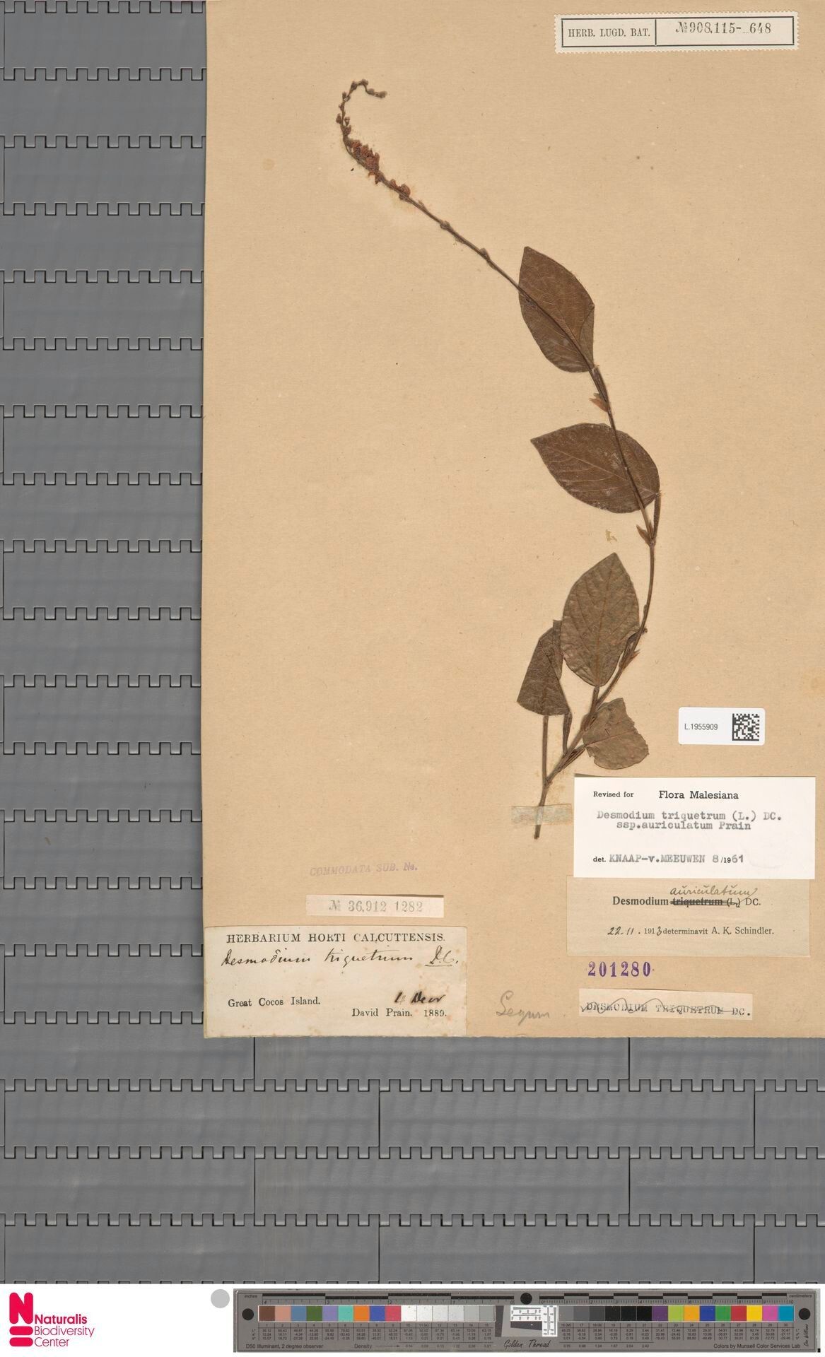 Tadehagi ademae — related species from the same genus