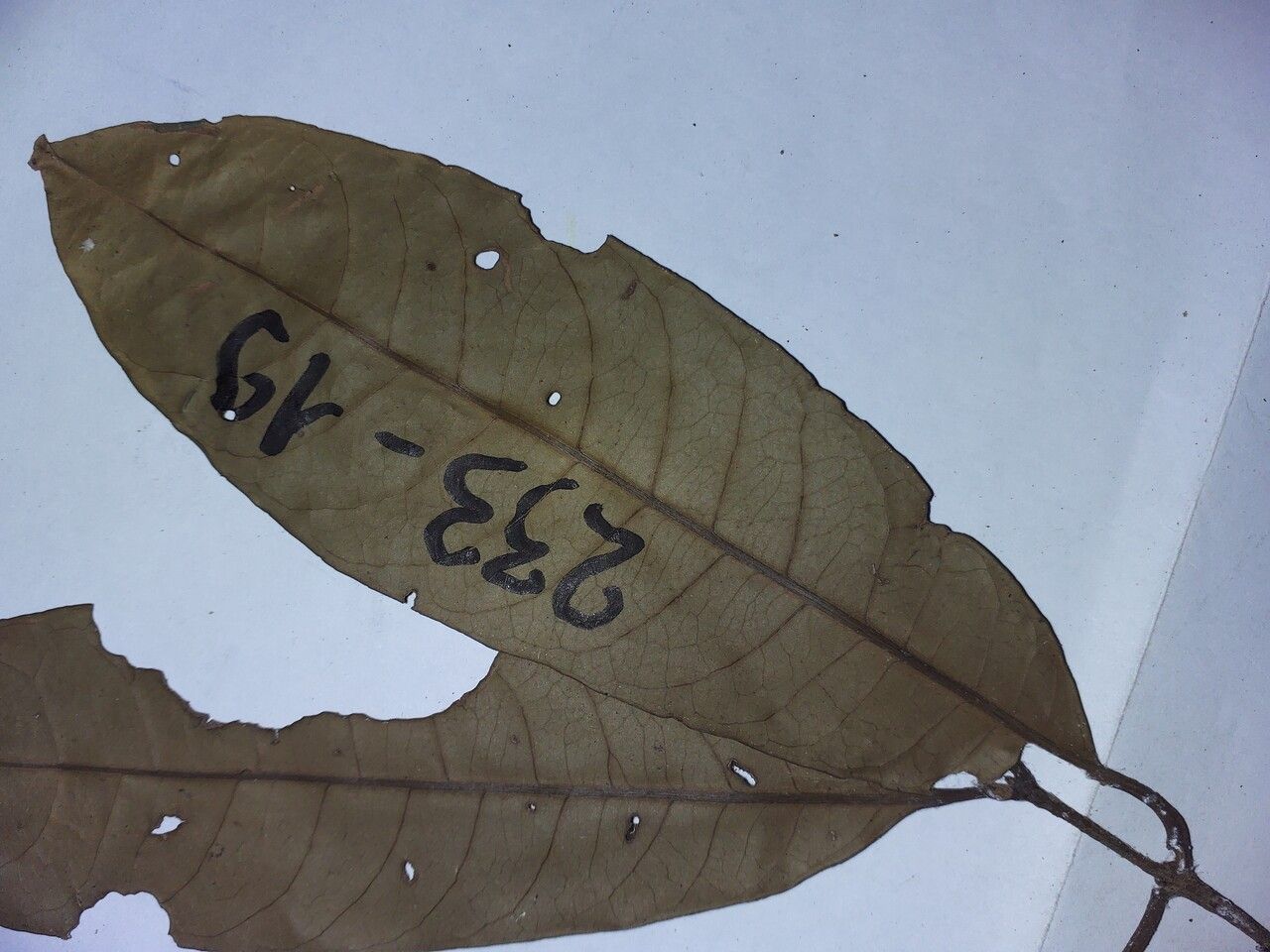 Salacia elliptica — houseplant care guide