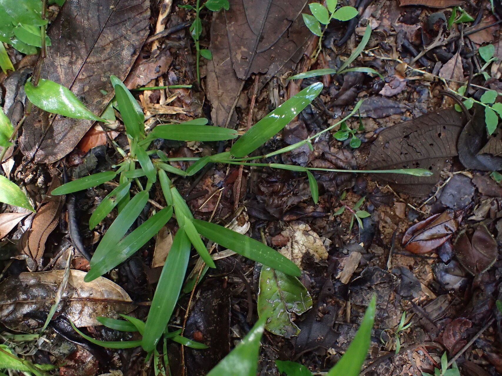 Stenotaphrum oostachyum habit