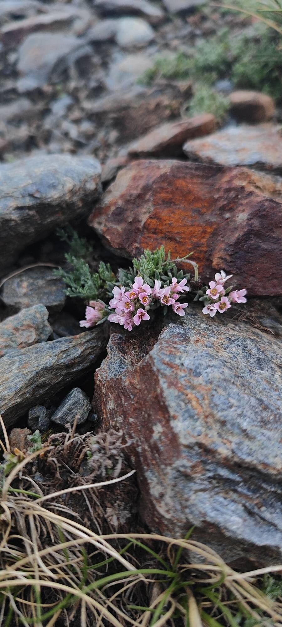 Hormathophylla purpurea — houseplant care guide