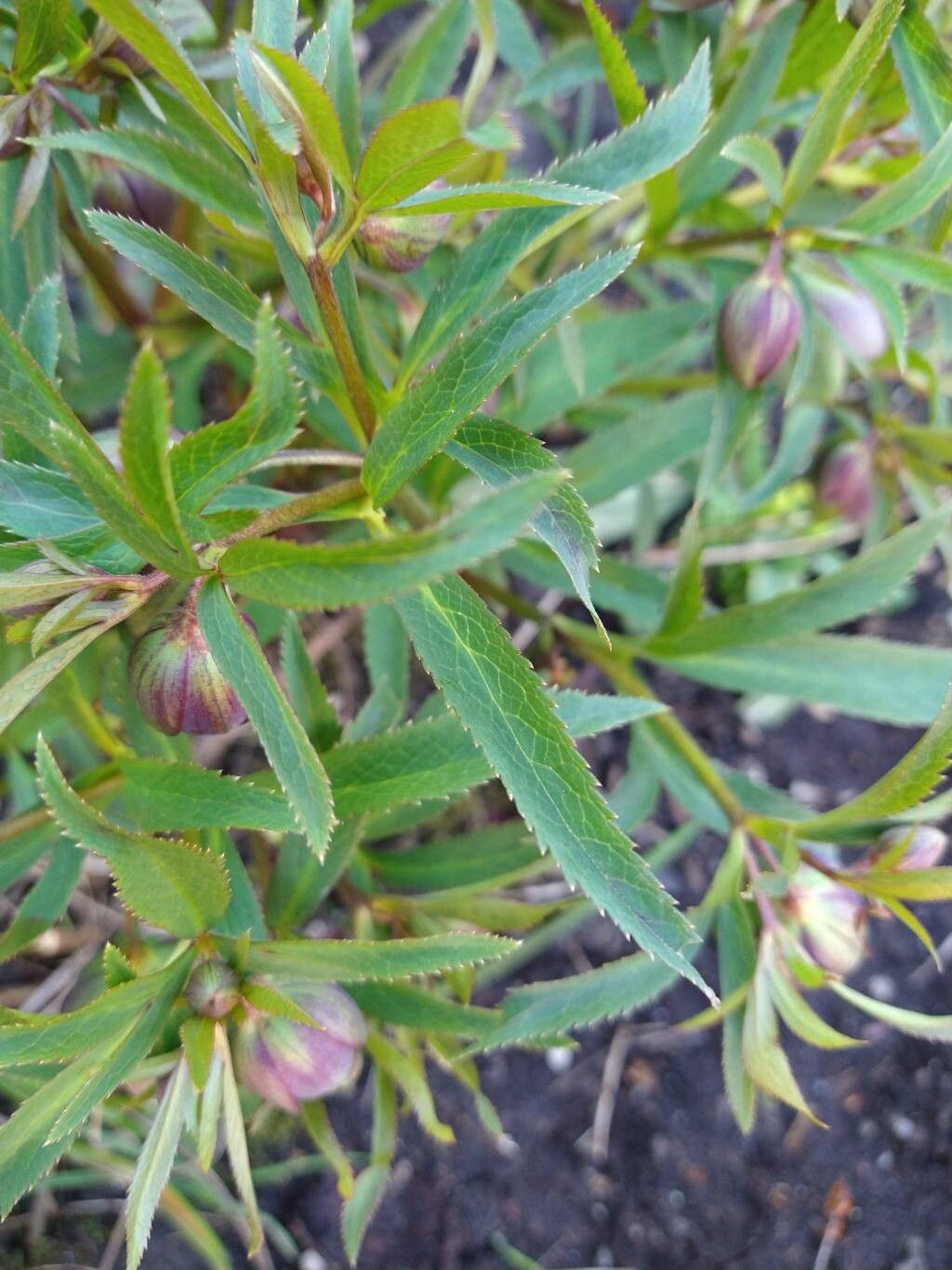 Helleborus torquatus — search result for 'Helleborus'