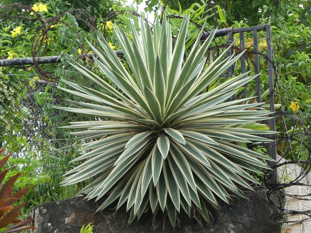 Agave vivipara leaf