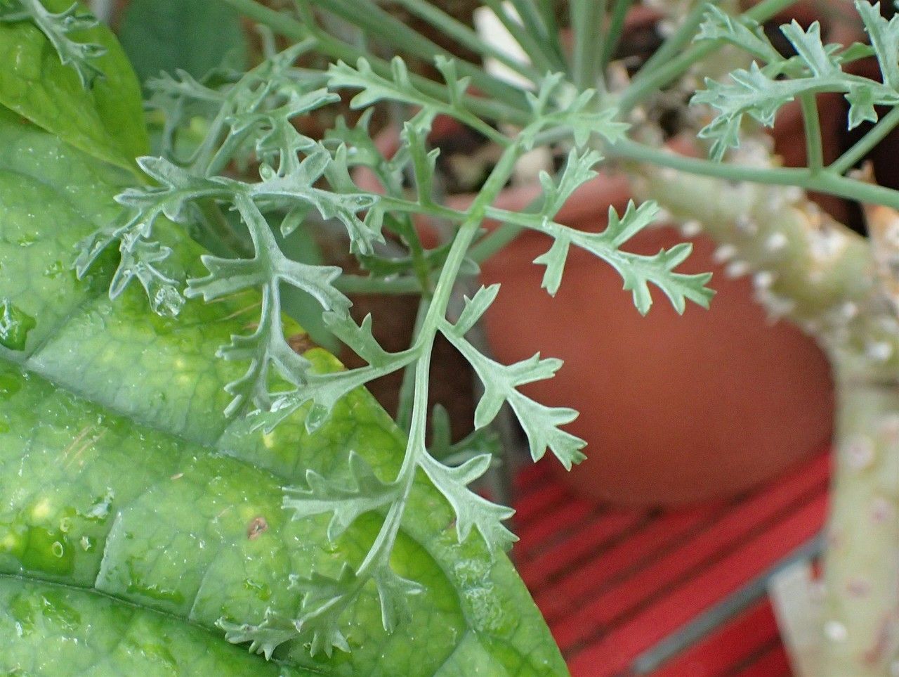 Pelargonium paniculatum habit