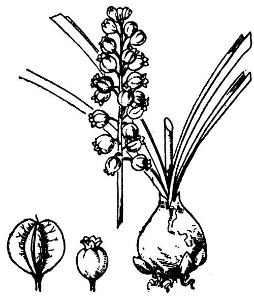 Muscari motelayi other