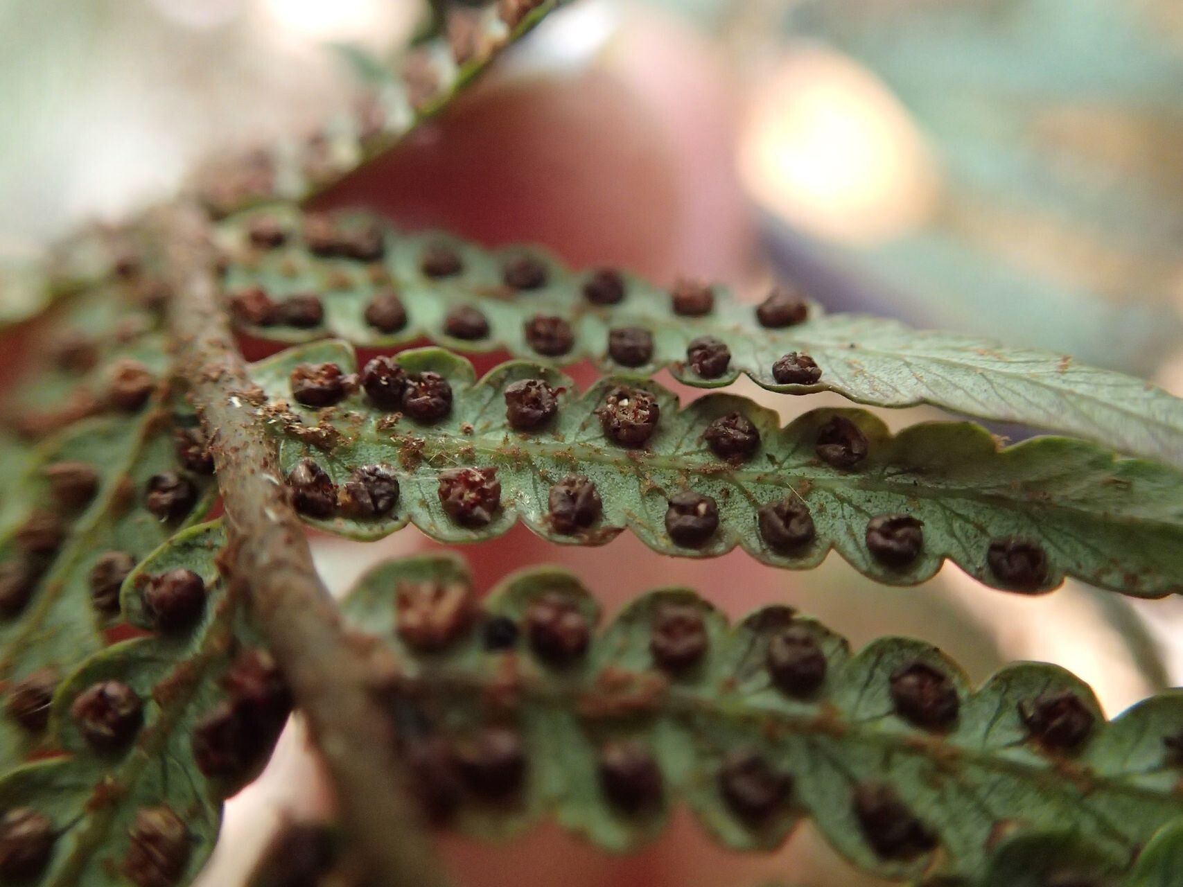 Sphaeropteris albifrons fruit