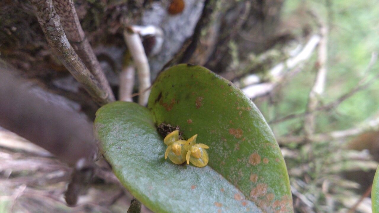 Pleurothallis phyllocardioides flower