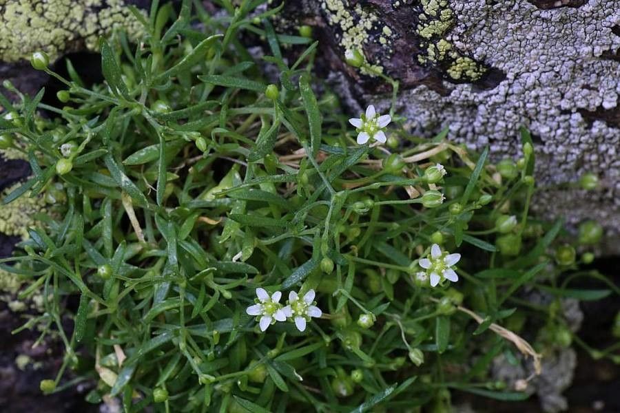 Moehringia grisebachii — related species from the same genus