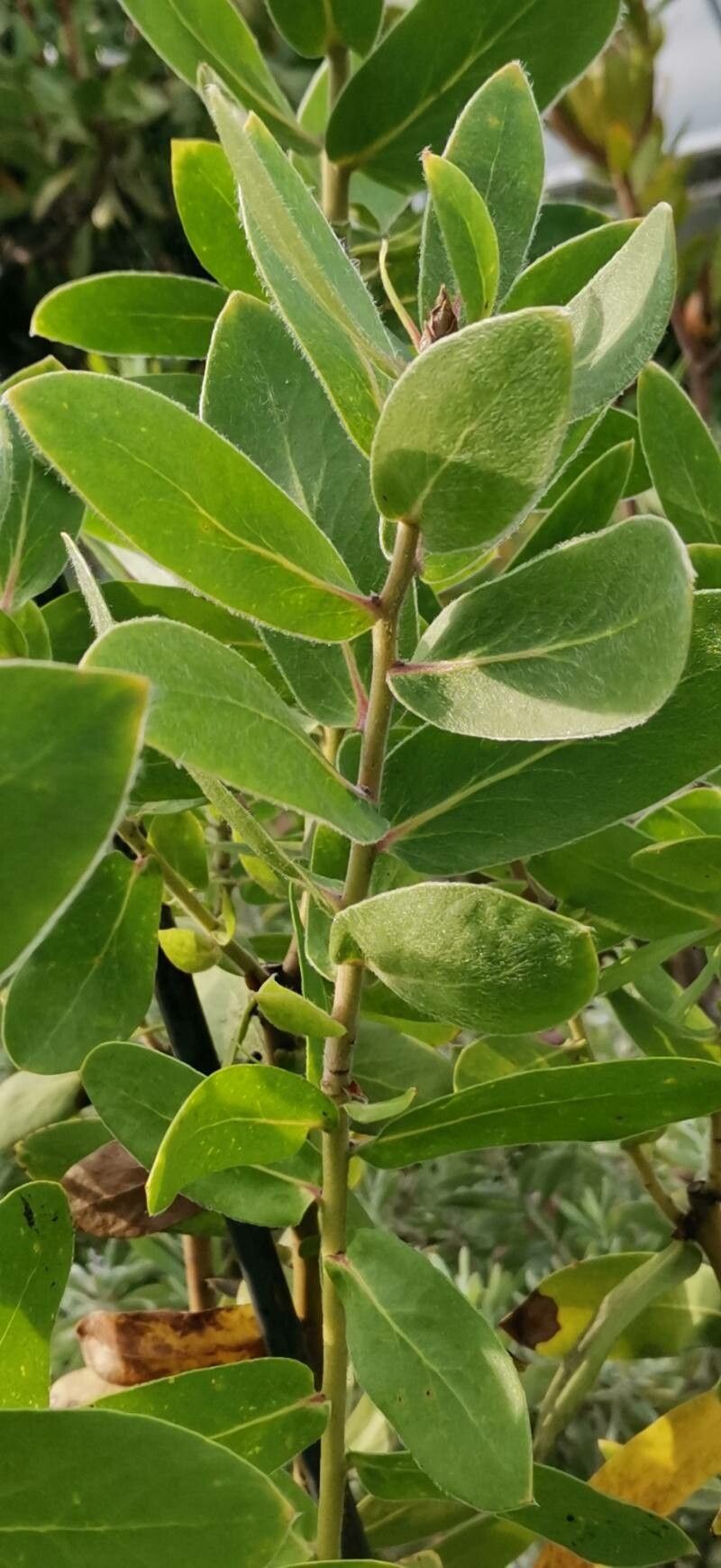 Protea aurea — related species from the same genus