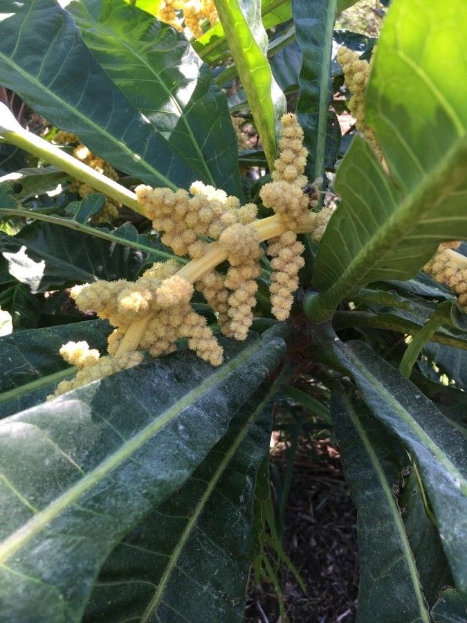 Meryta balansae flower