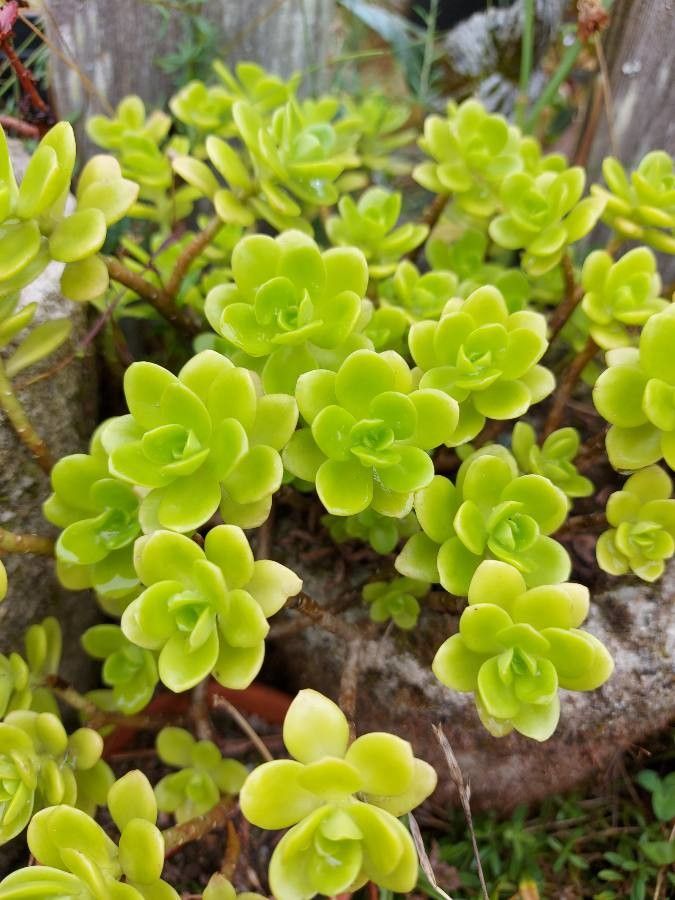 Sedum decumbens flower