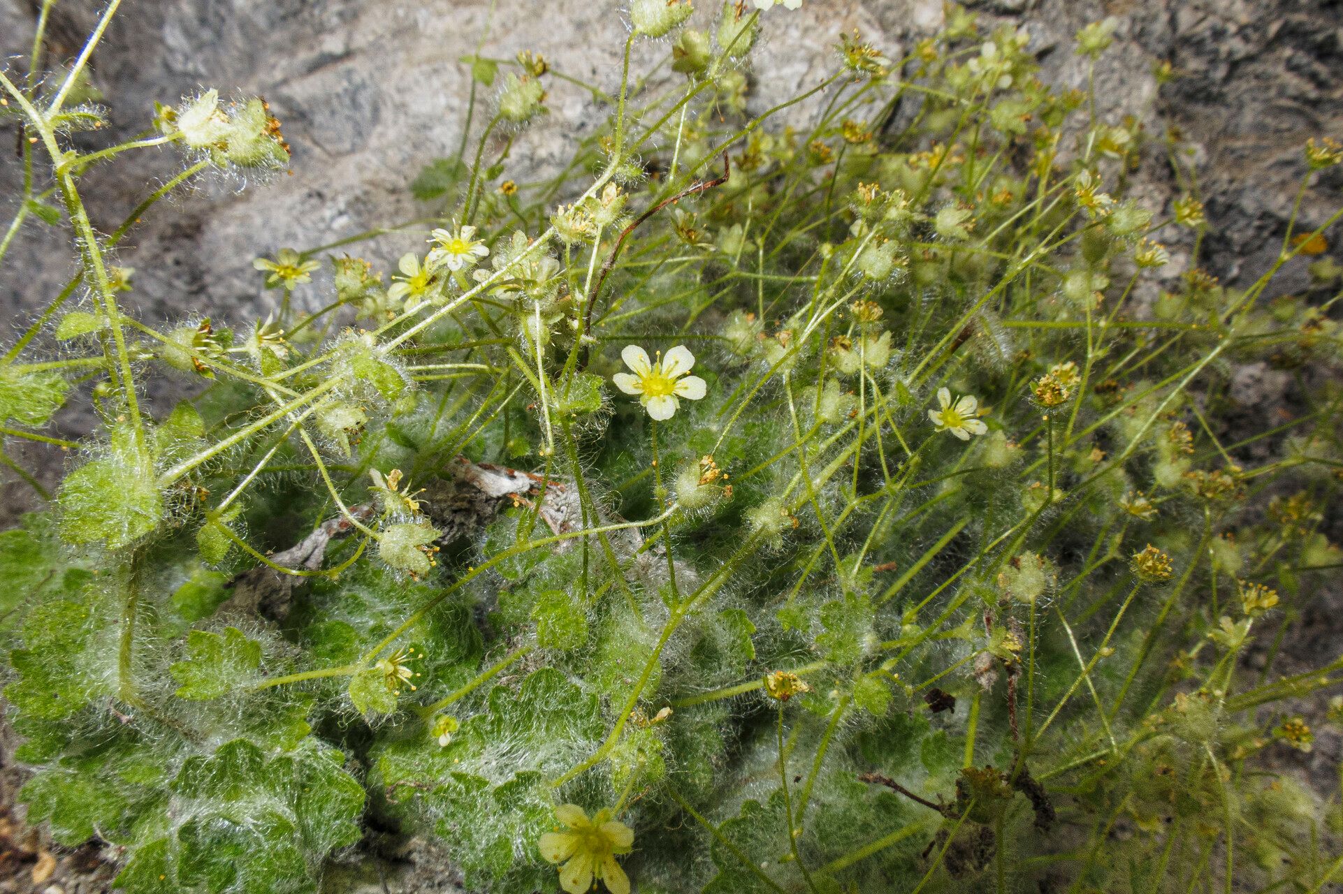 Saxifraga arachnoidea — houseplant care guide