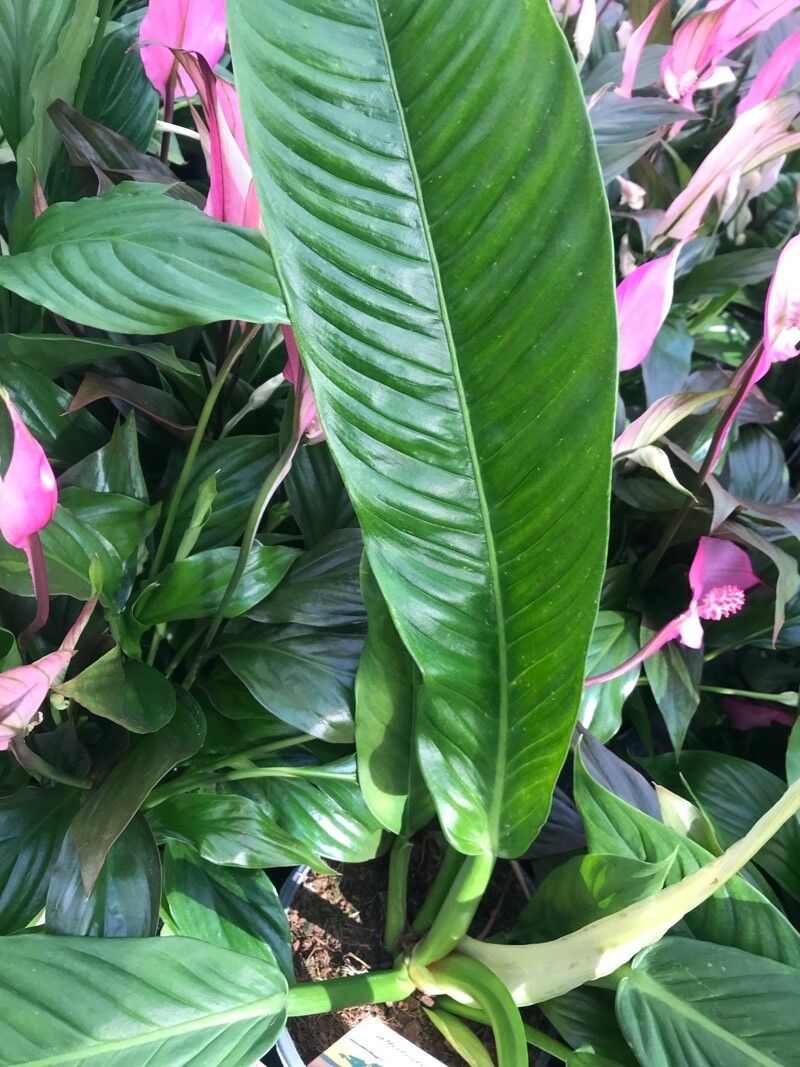 Philodendron campii leaf