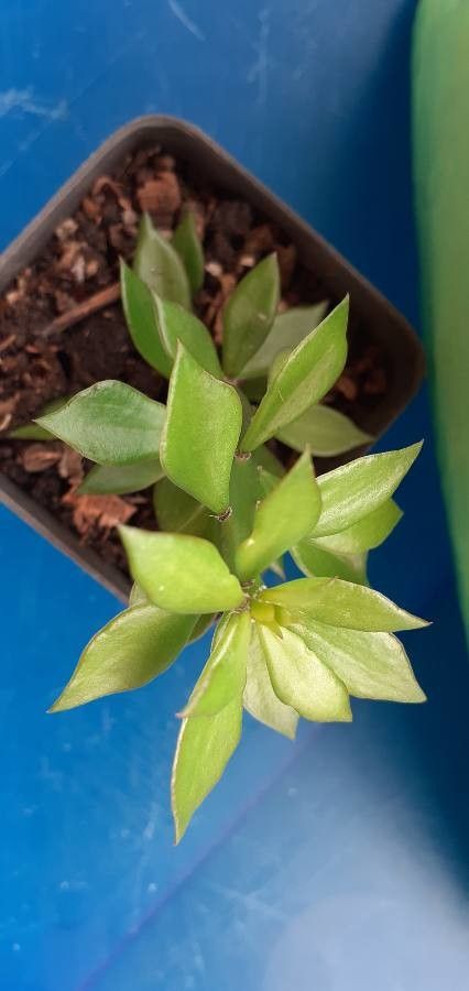 Pereskiopsis diguetii — houseplant care guide