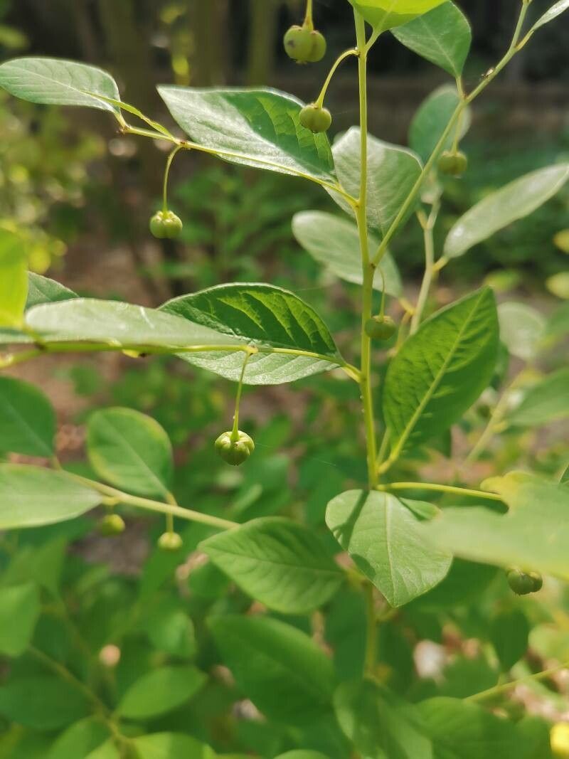 Flueggea suffruticosa fruit