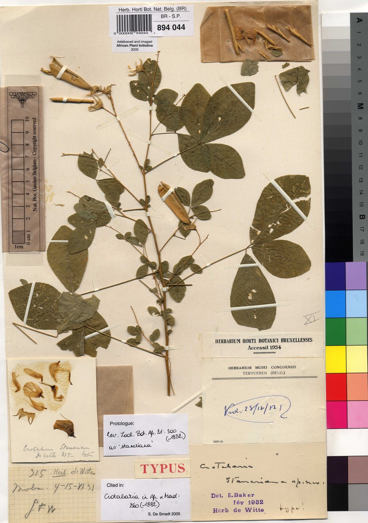 Crotalaria staneriana — houseplant care guide