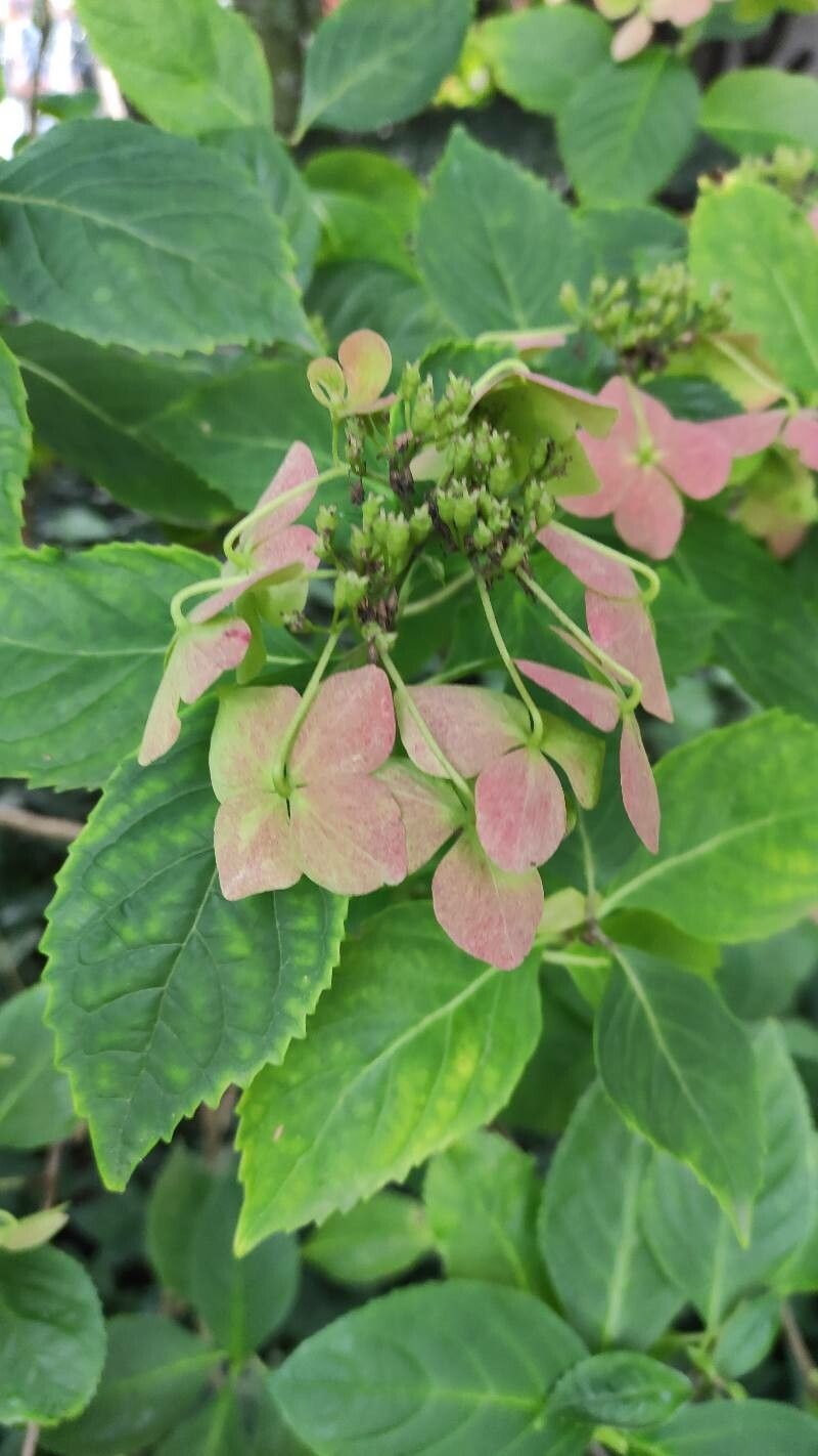 Dichroa versicolor flower