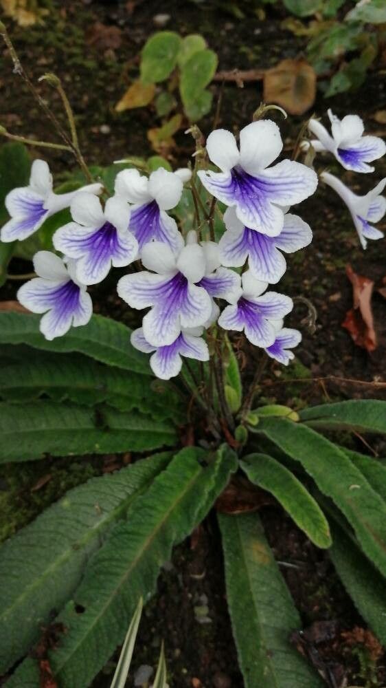 Streptocarpus kentaniensis — search result for 'Streptocarpus'