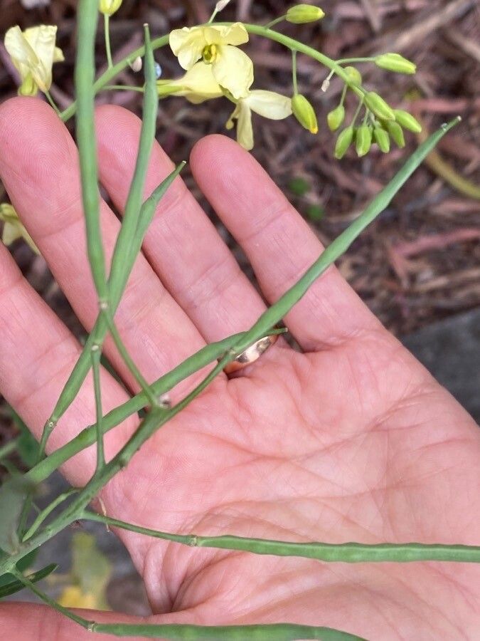Brassica montana fruit