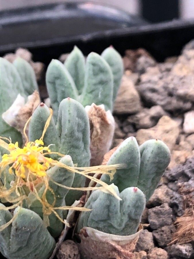 Glottiphyllum oligocarpum leaf