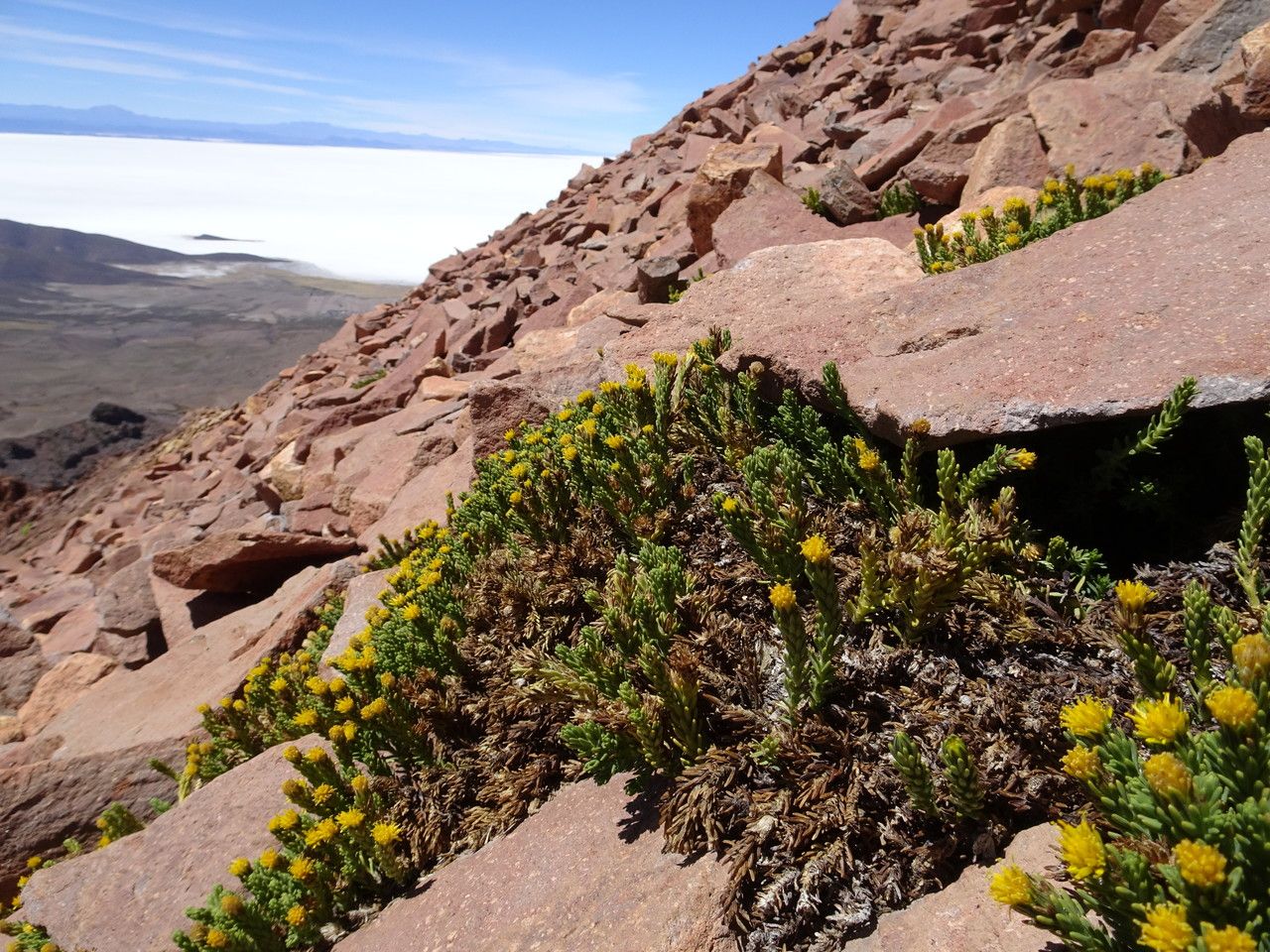 Werneria juniperina habit