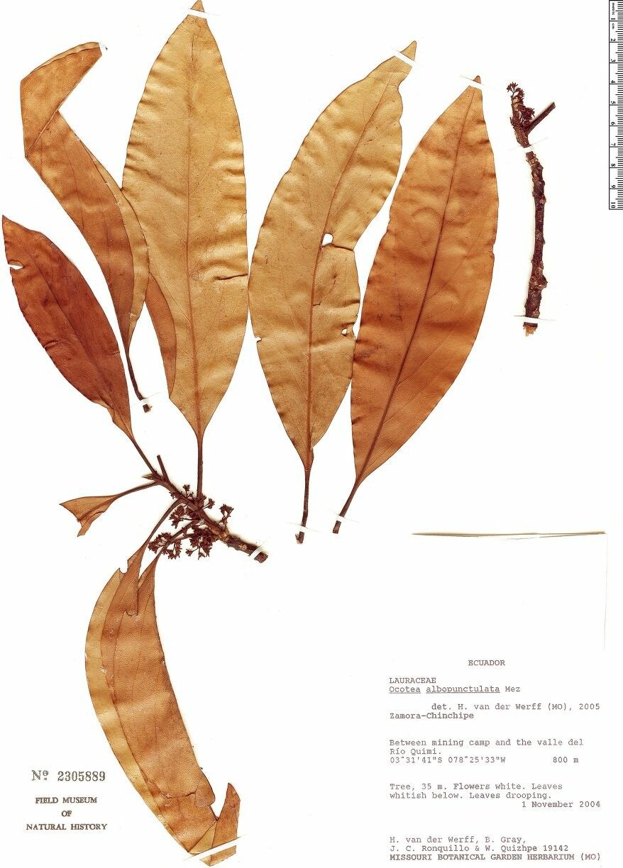 Ocotea albopunctulata — related species from the same genus