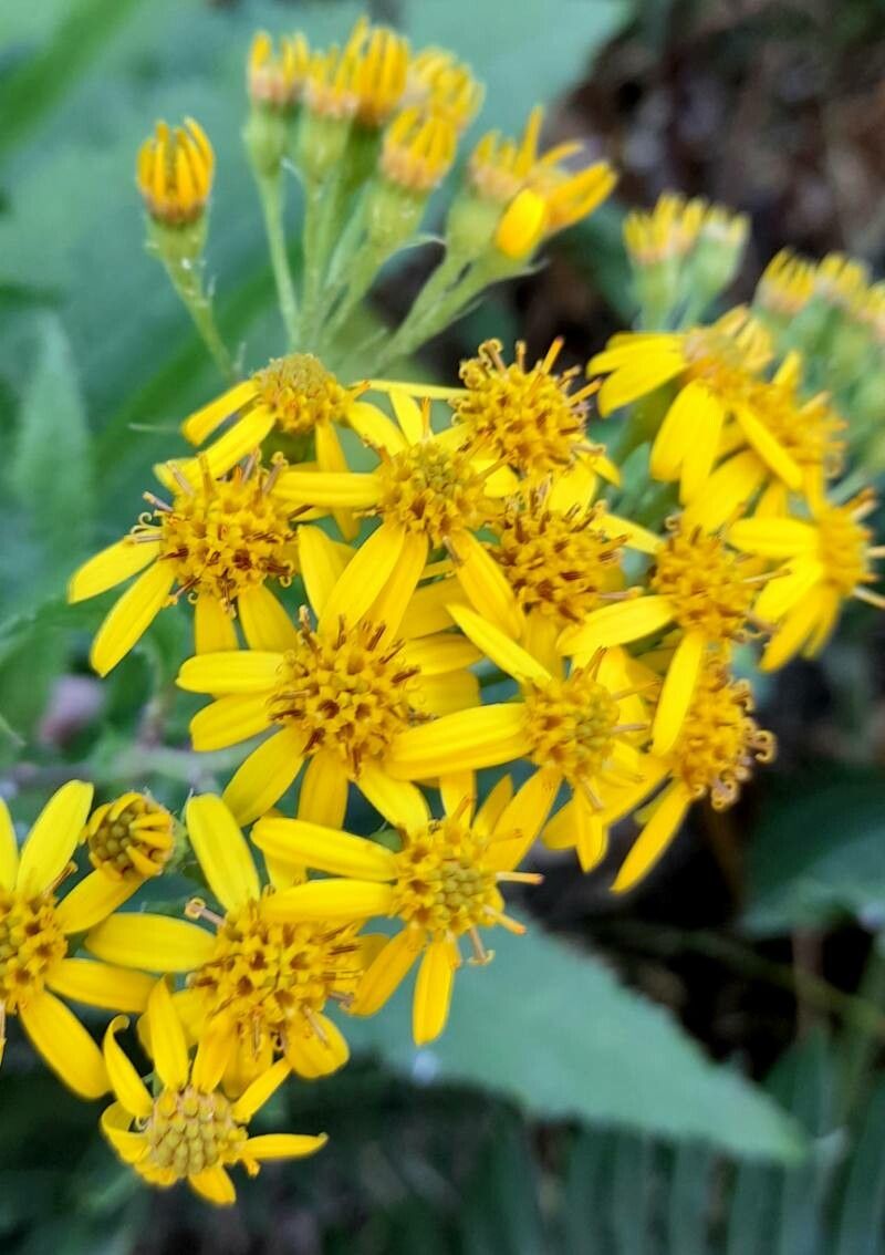 Senecio otites flower