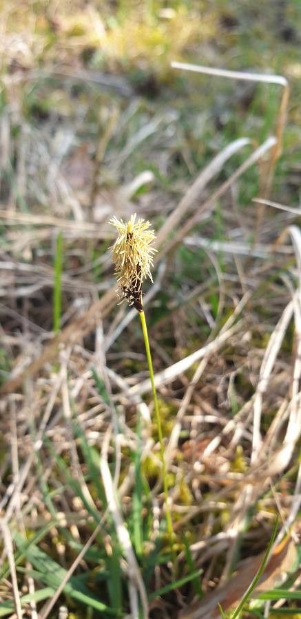 Carex colchica flower