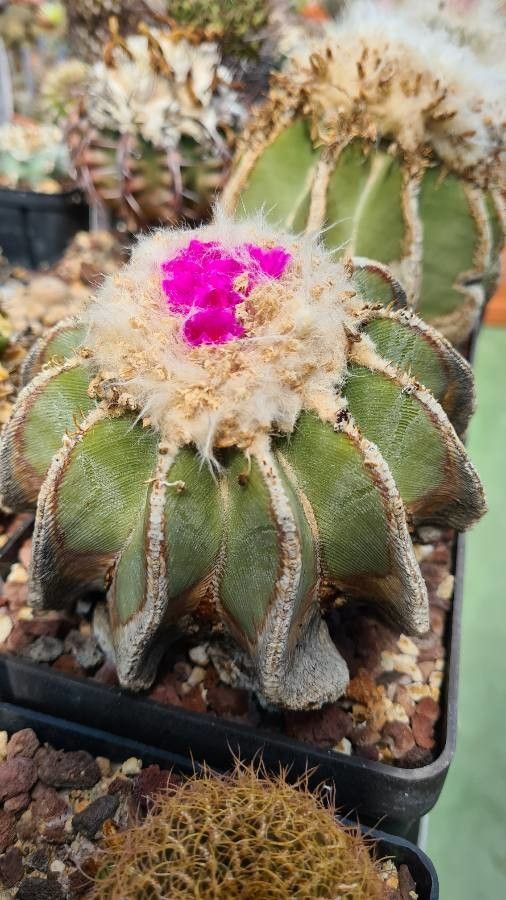 Aztekium hintonii flower
