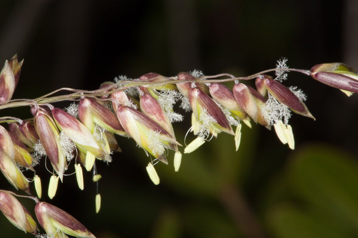 Melica minuta flower
