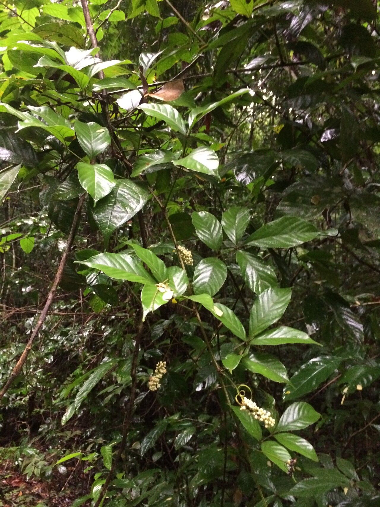 Paullinia tetragona flower