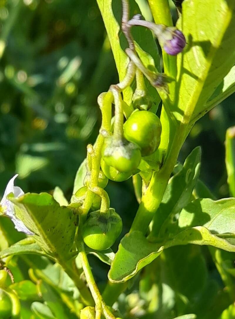 Solanum endoadenium fruit