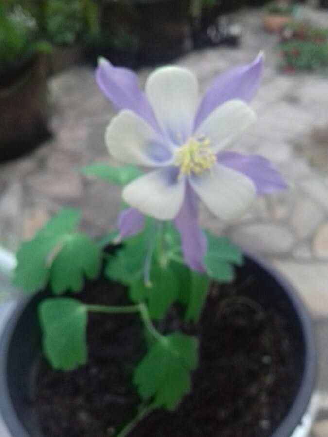 Aquilegia saximontana habit