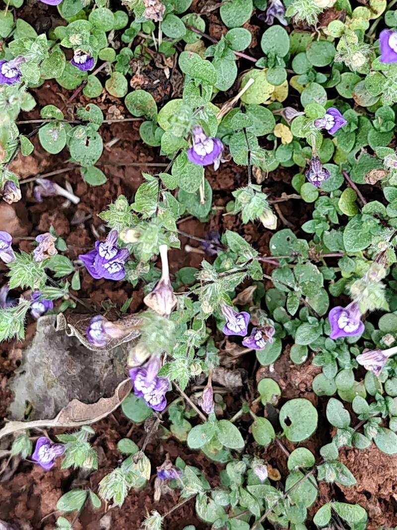 Hygrophila serpyllum flower