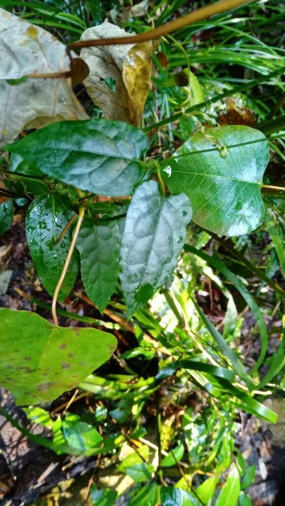 Vincetoxicum woollsii — search result for 'Vincetoxicum'