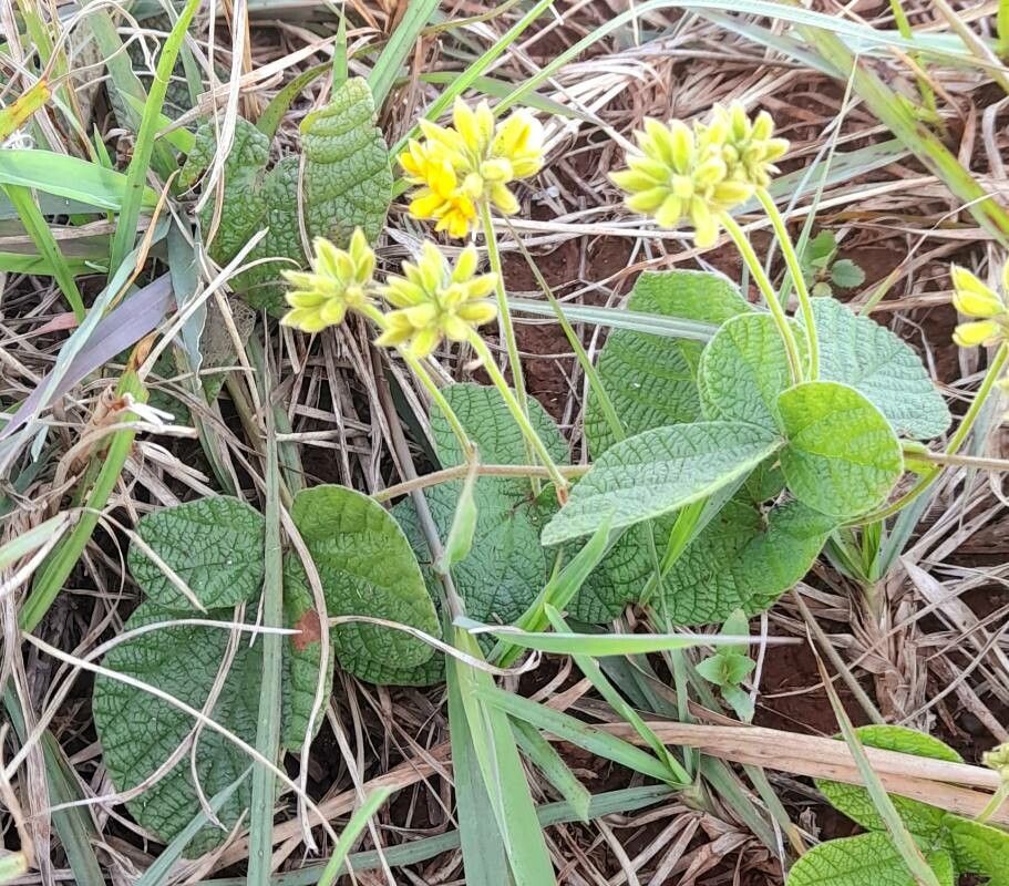 Rhynchosia corylifolia habit