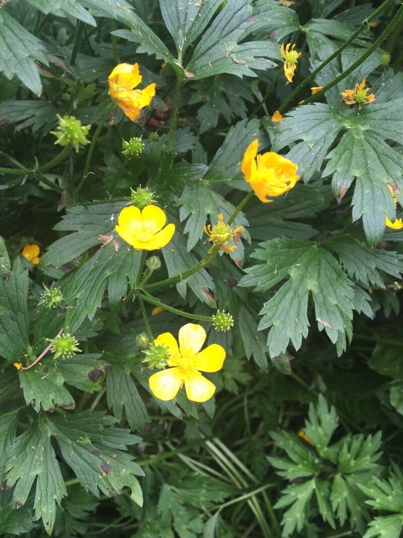 Ranunculus macounii — search result for 'Labrador'