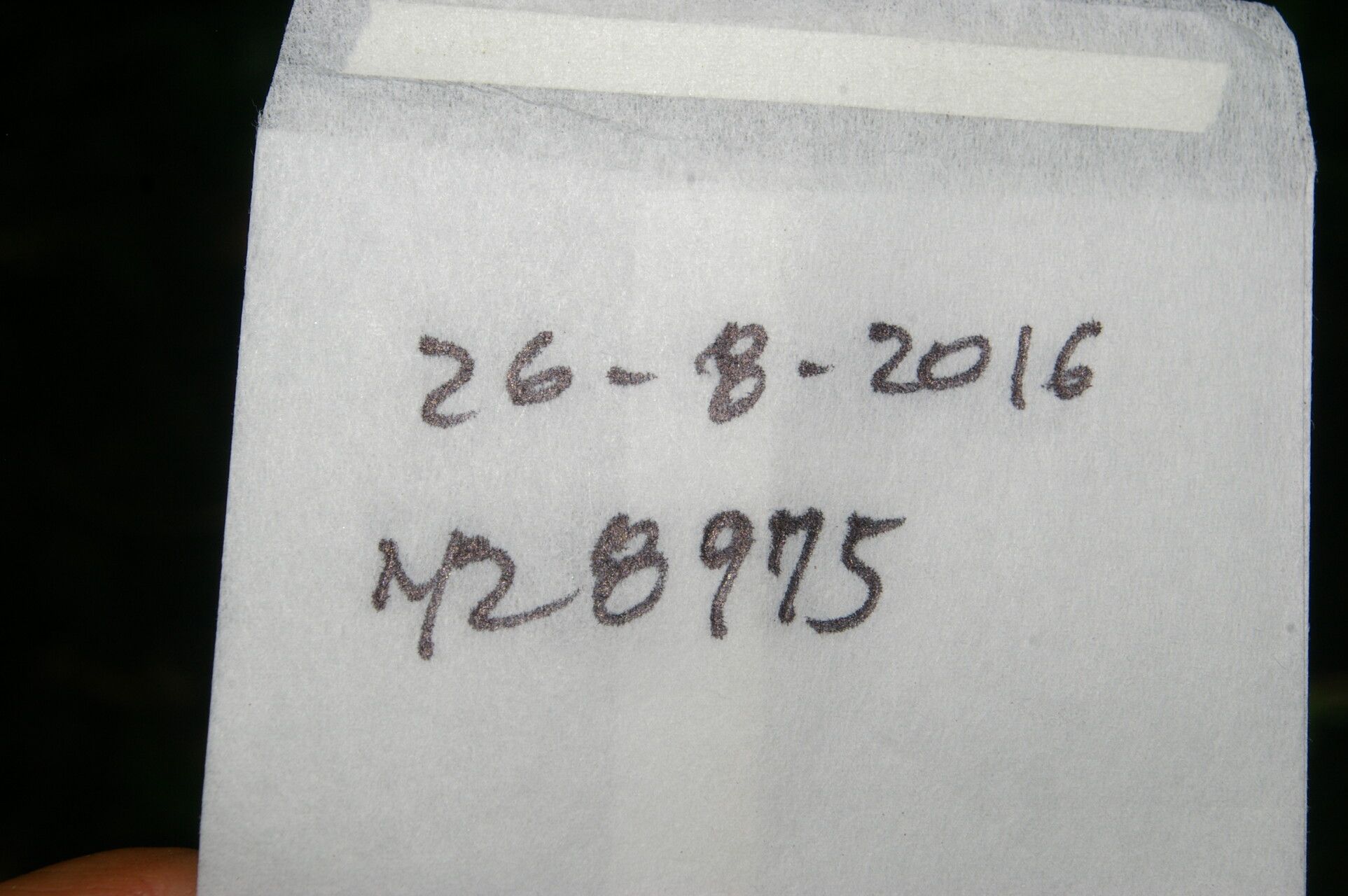 Drypetes standleyi other