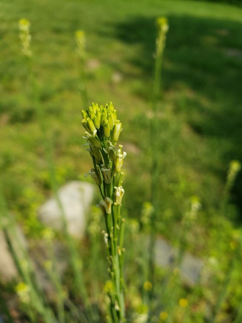 Turritis glabra fruit