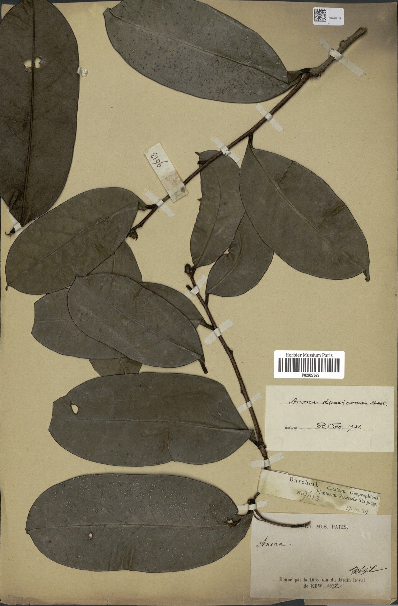 Annona densicoma — search result for 'Annona'