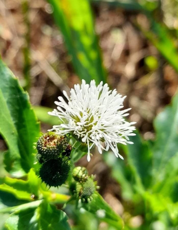 Gymnocoronis spilanthoides flower