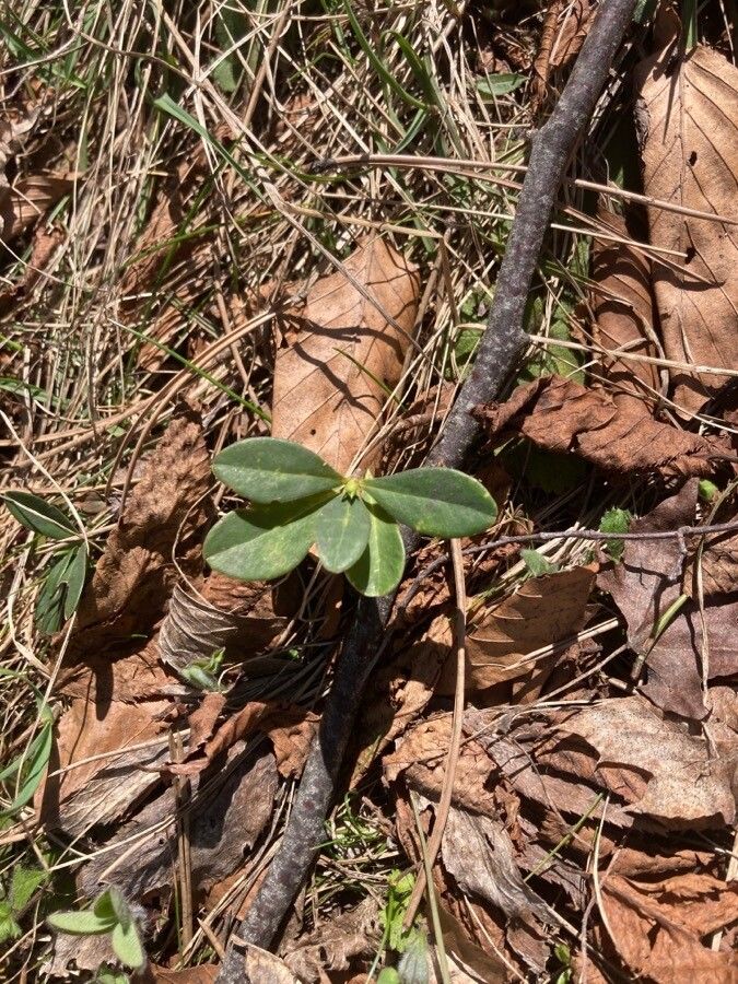 Daphne blagayana — search result for 'Slovenia'