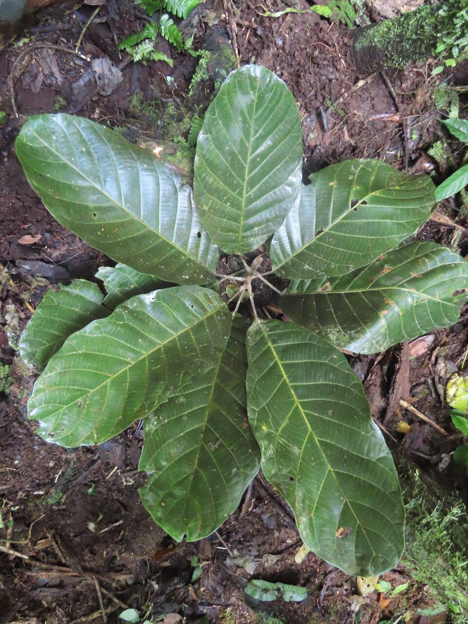 Sloanea geniculata — houseplant care guide