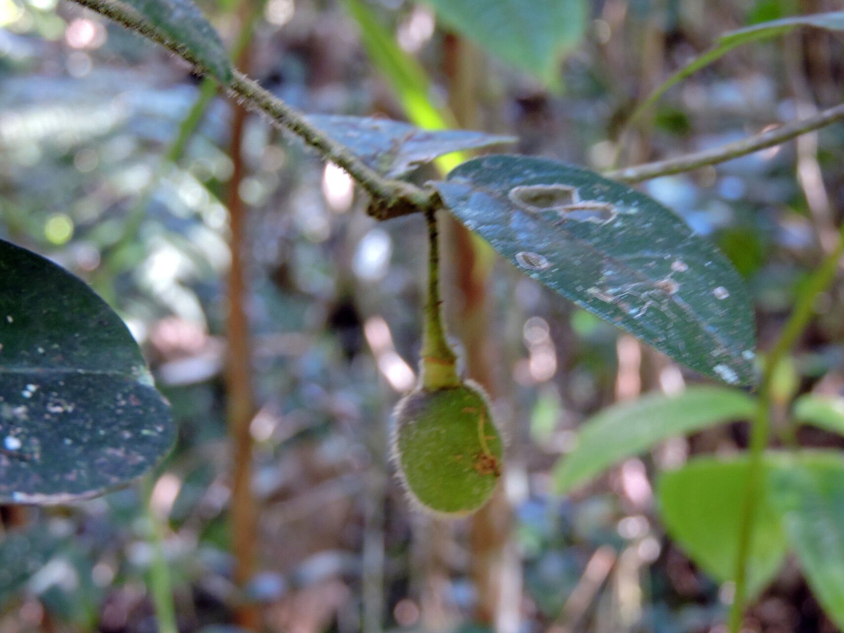 Mendoncia cowanii fruit