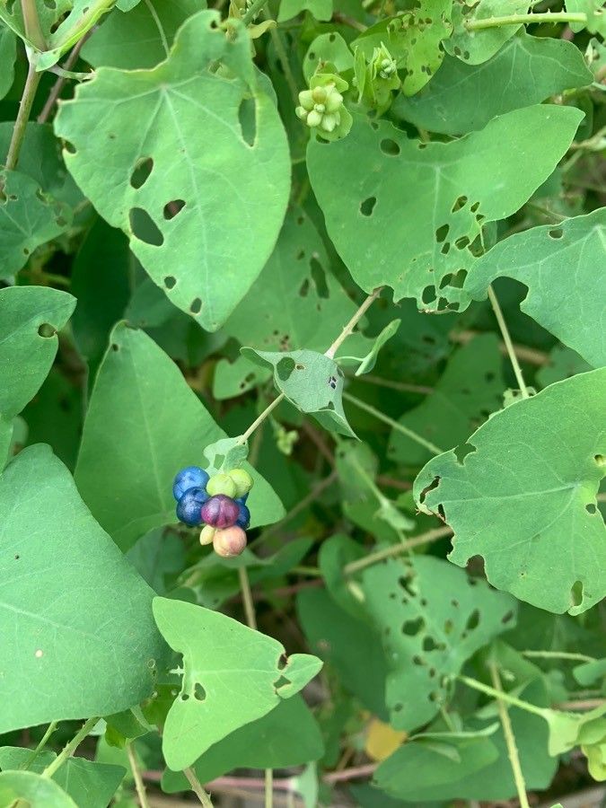 Persicaria perfoliata fruit