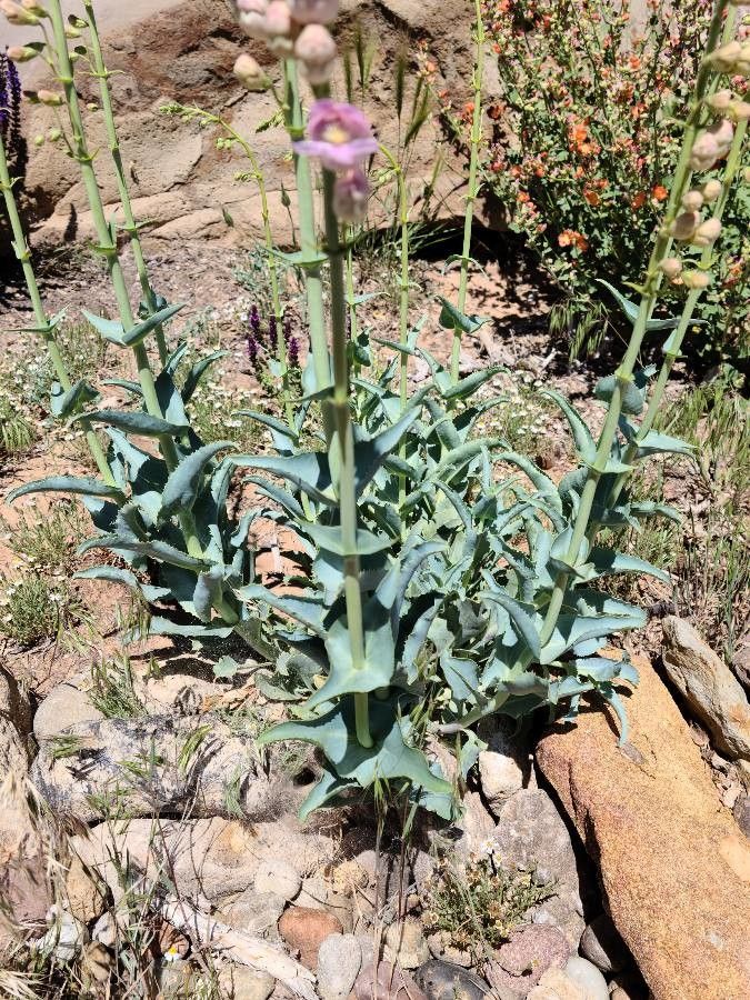 Penstemon palmeri leaf