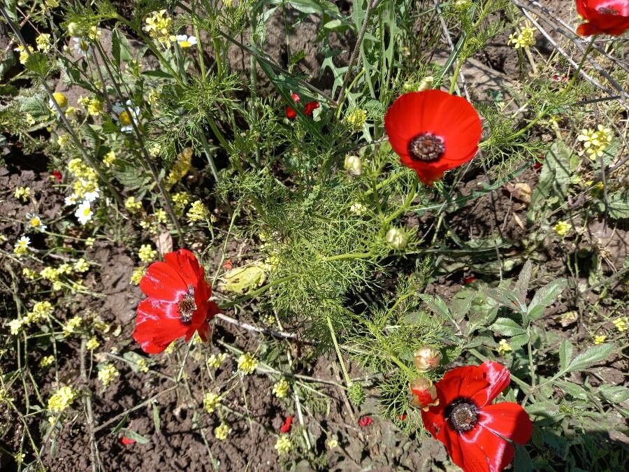 Adonis palaestina habit