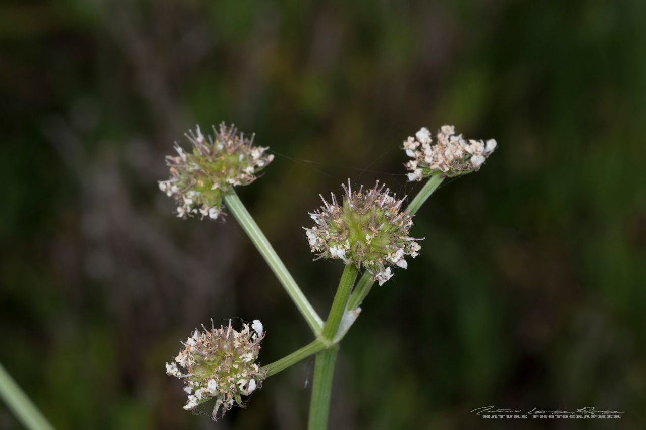 Oenanthe globulosa flower