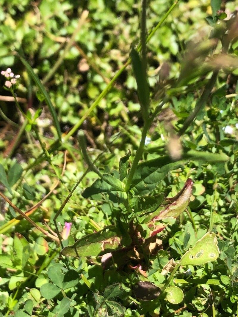 Epilobium obscurum leaf