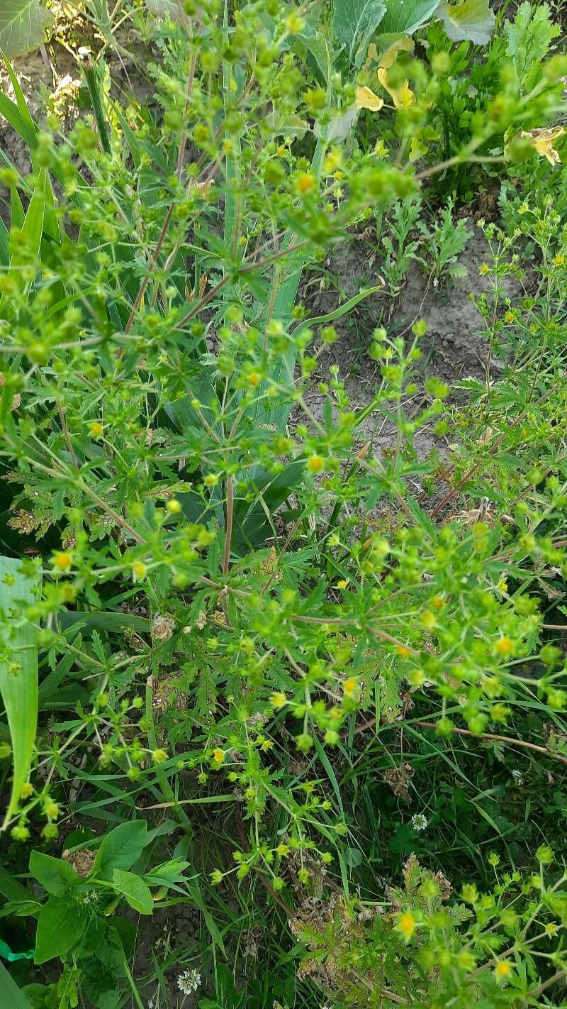 Potentilla tobolensis flower