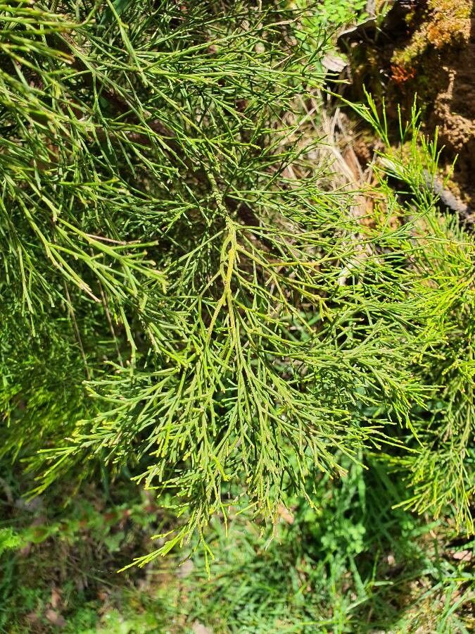 Exocarpos cupressiformis — houseplant care guide